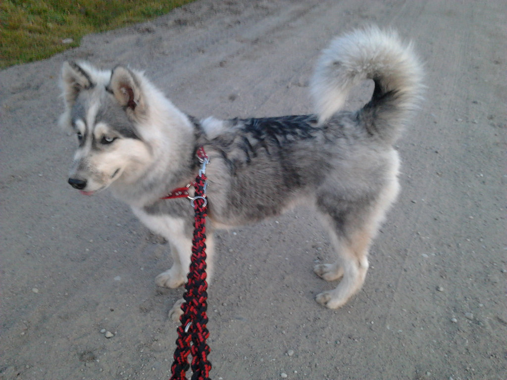 Hasu 