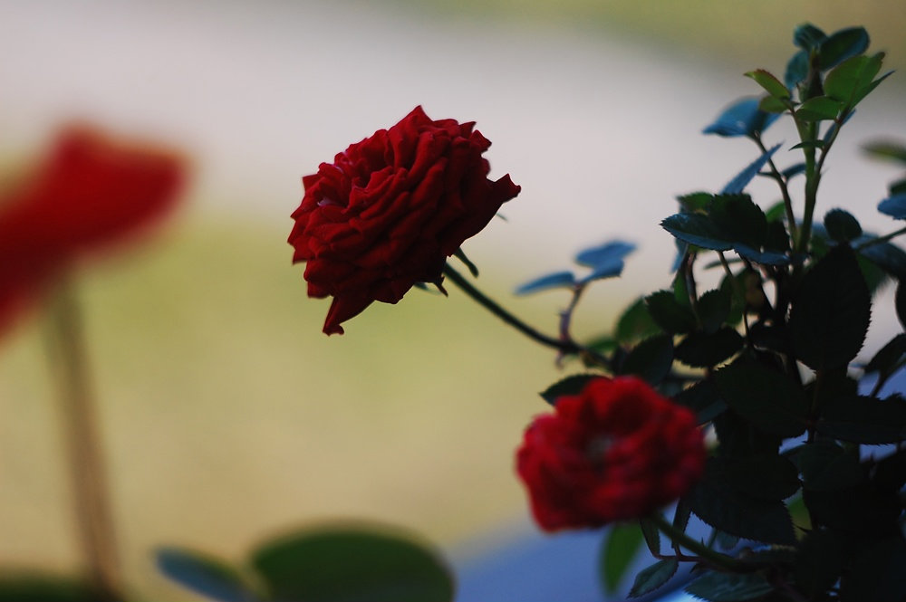 rose
