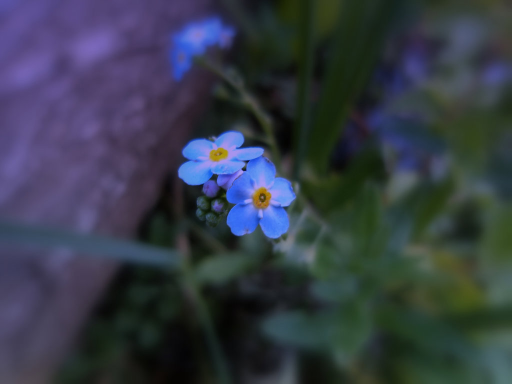 Farben Lehre - Erato