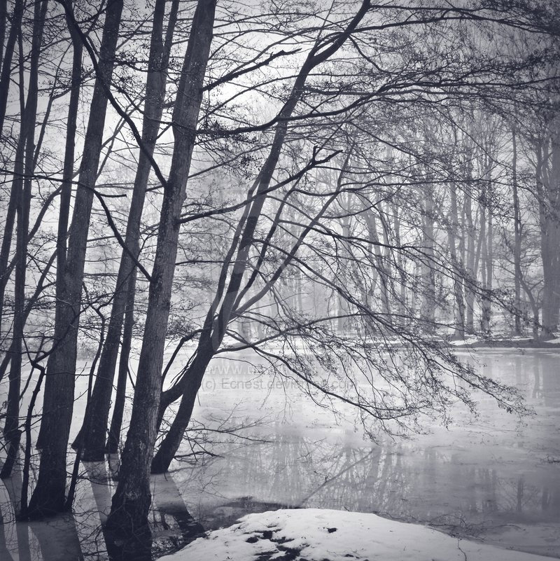 winter at forest