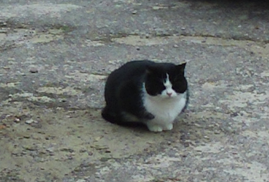 kotek