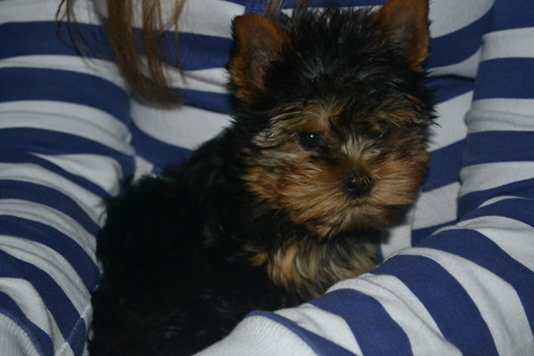 Fafik < 3 .