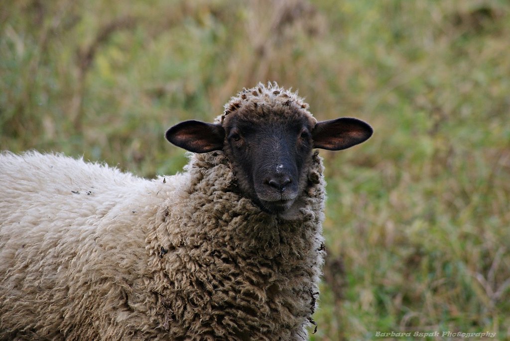 Sheep