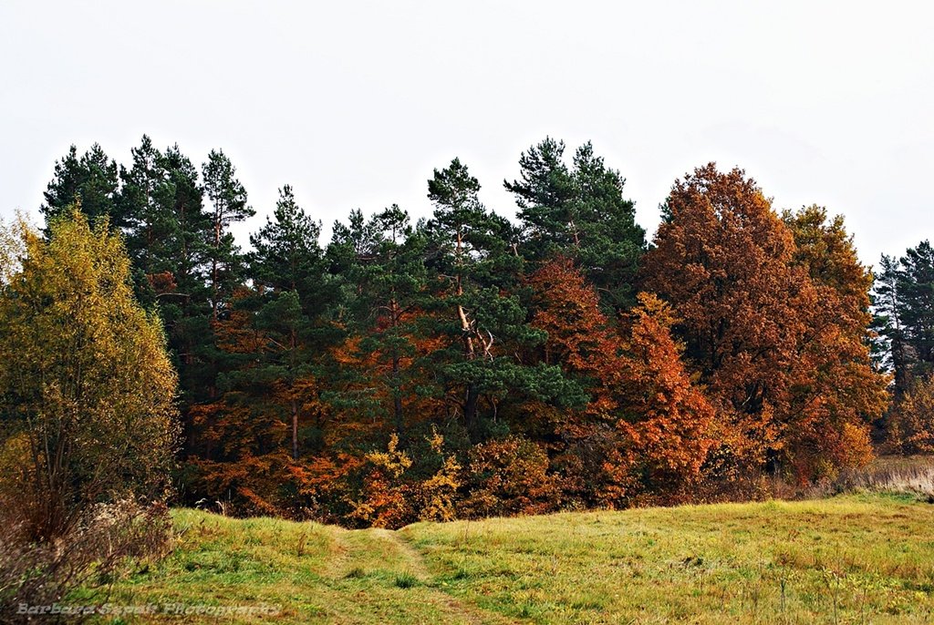 Forest