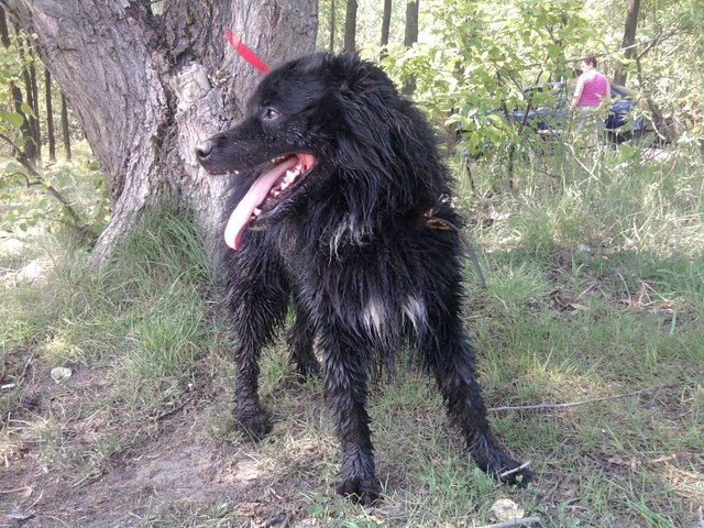 Hagrid