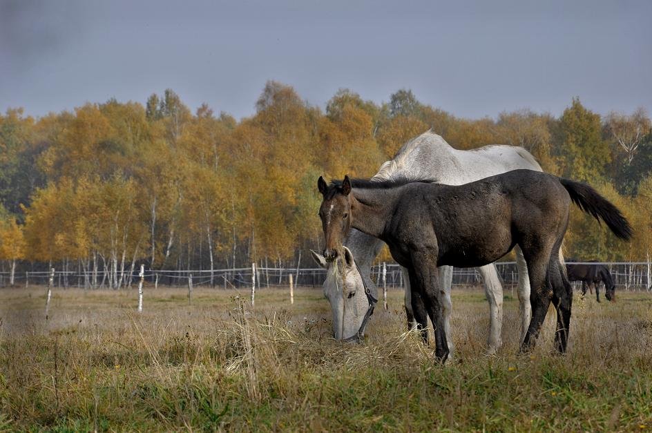 Varna i Valentina