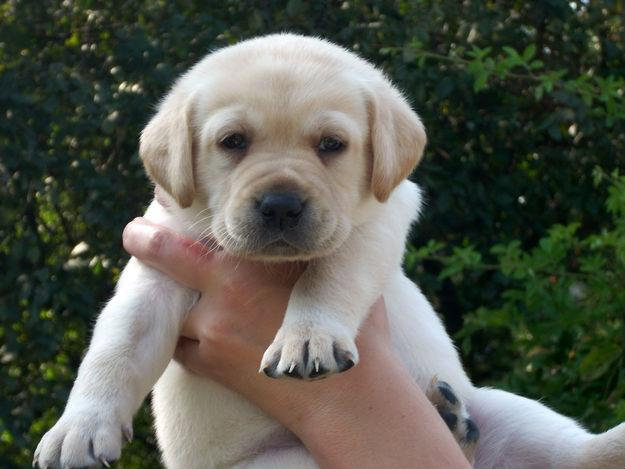 labrador 