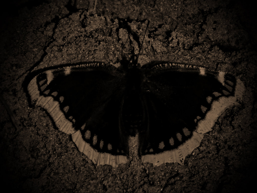 rip out the wings of a butterfly