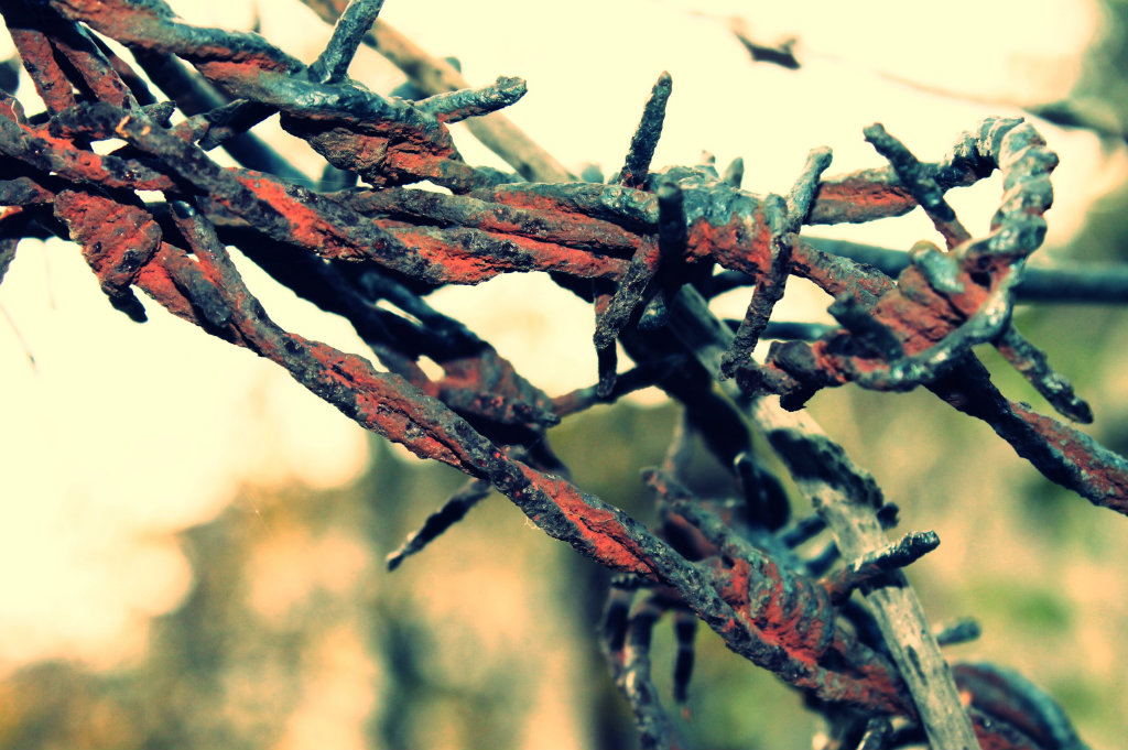 ostre .