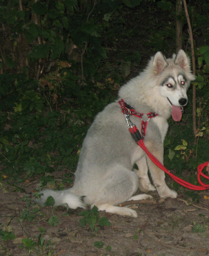 Hasu