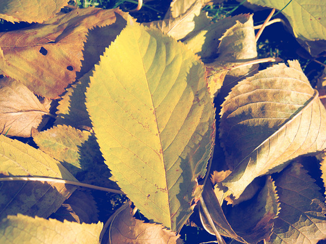 Licie.