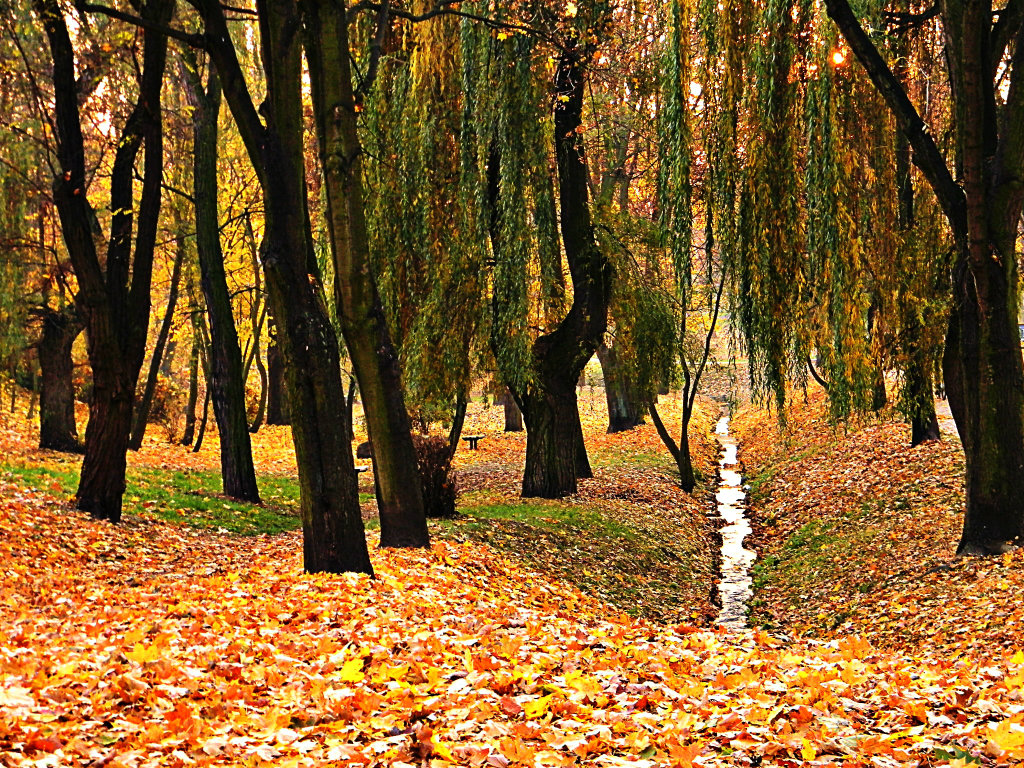81- Park