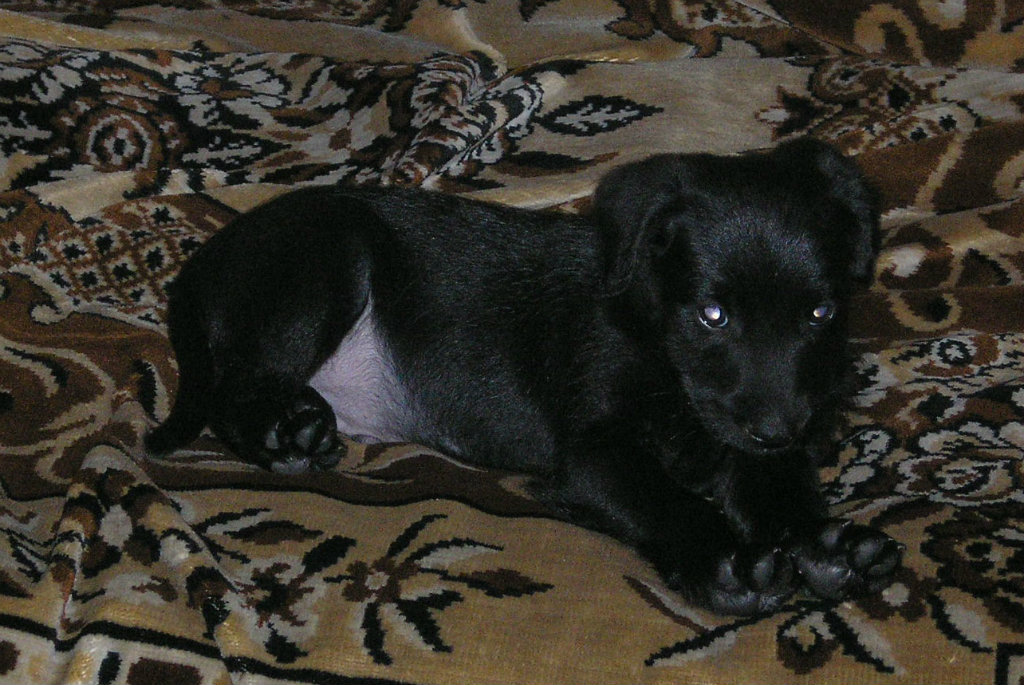 Ozzy