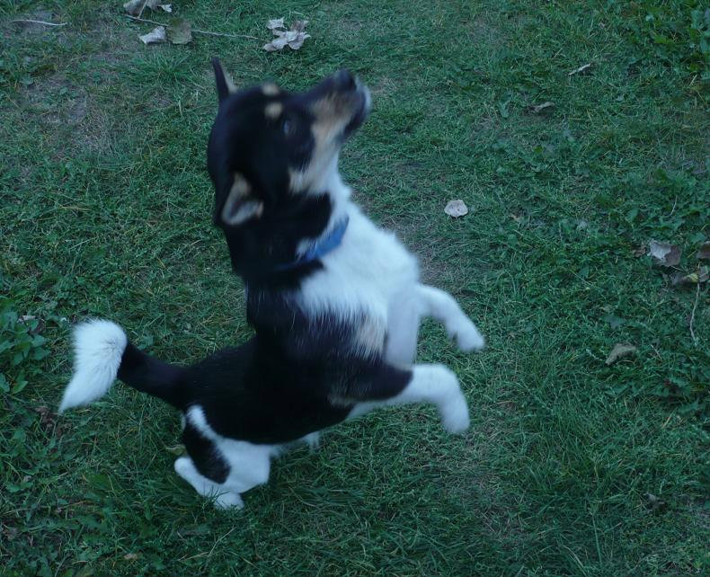 ReX 