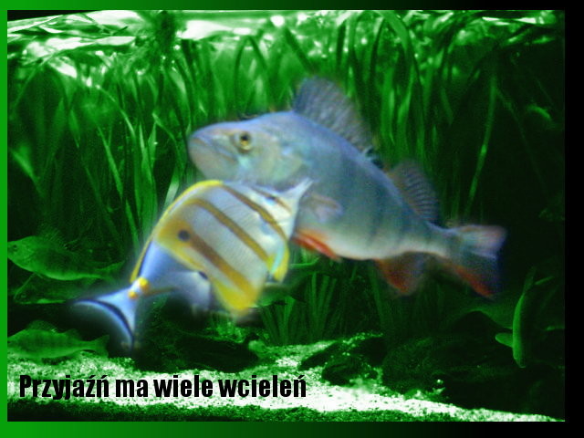 rybki