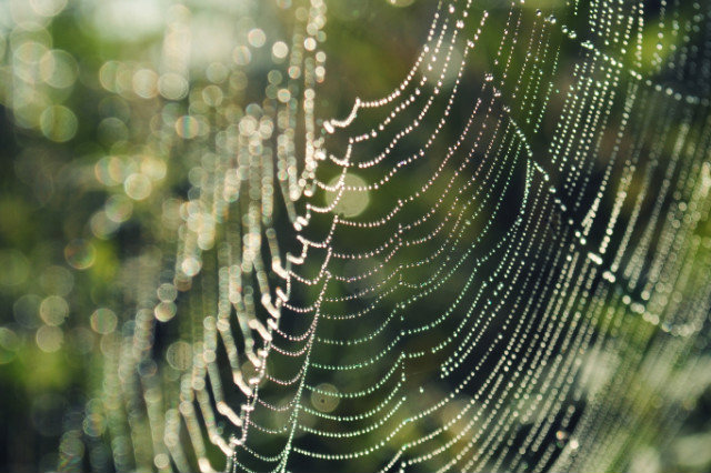 Wild Nature.