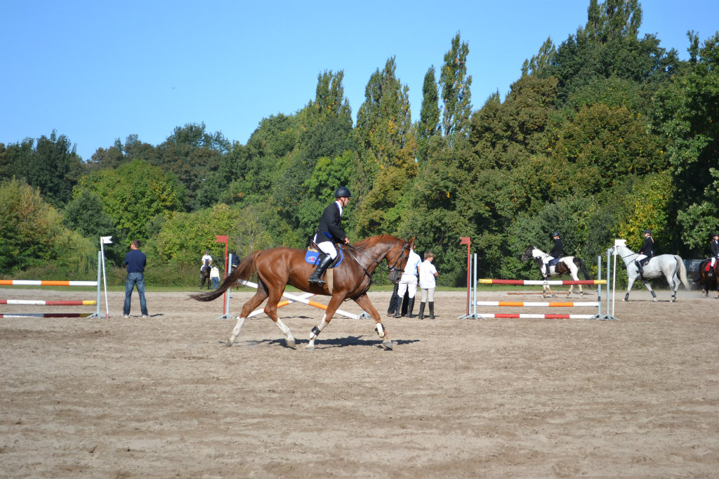 Wolne konie