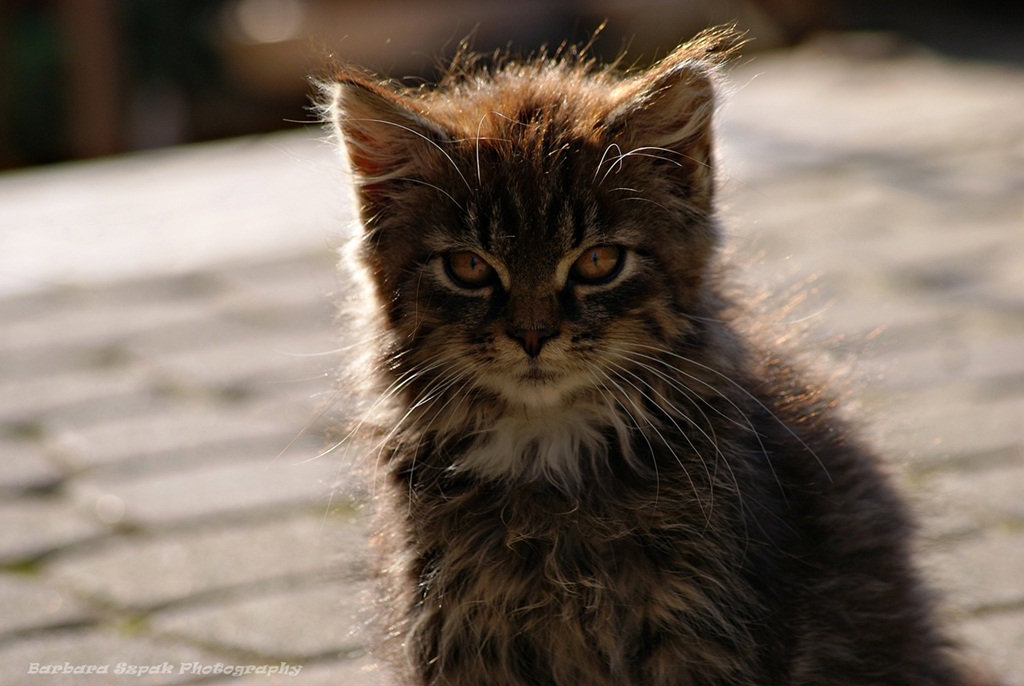 The cat