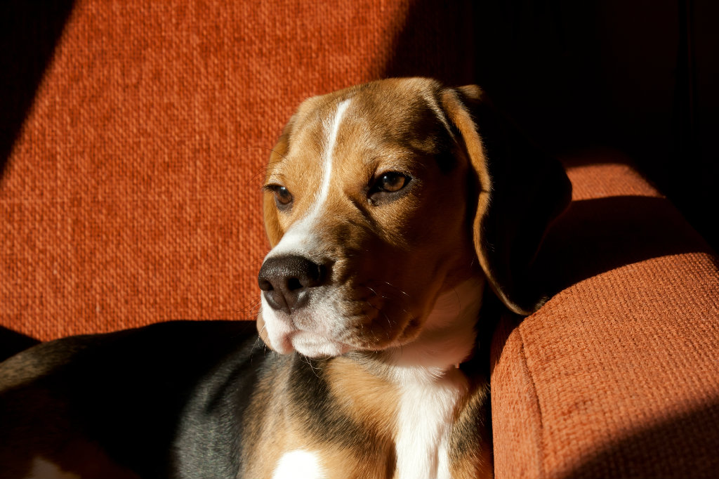 Lupi