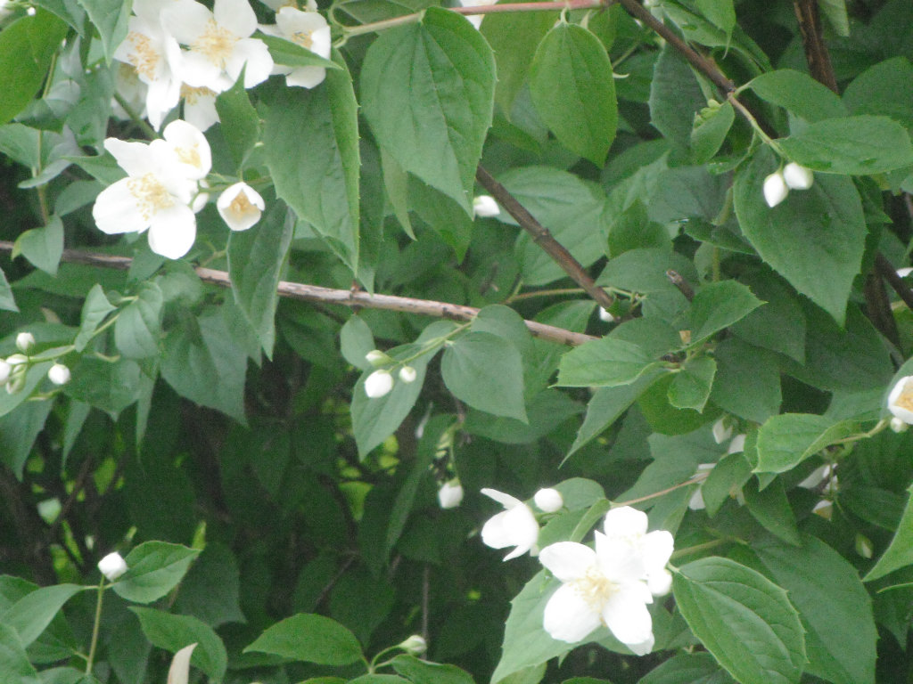atakie.