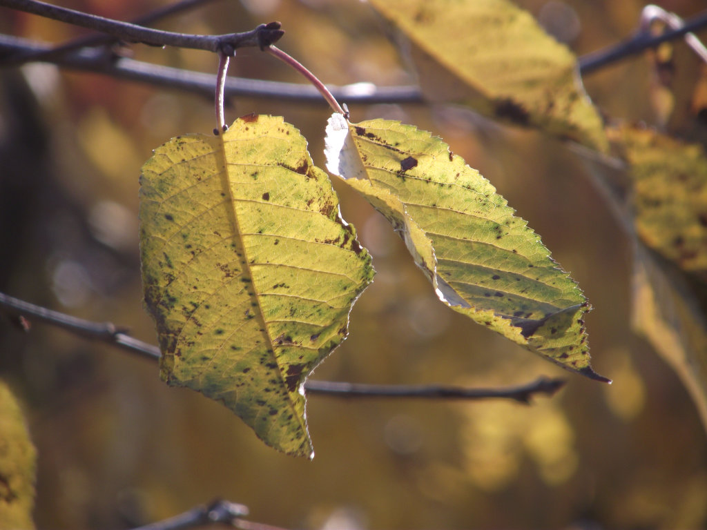 Autumn 