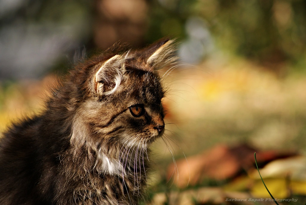 The cat
