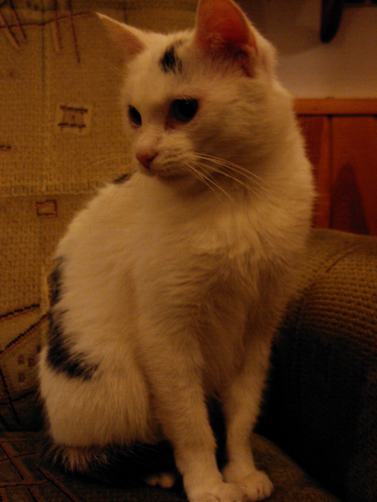 Kocio.
