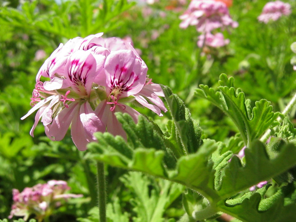 geranium.