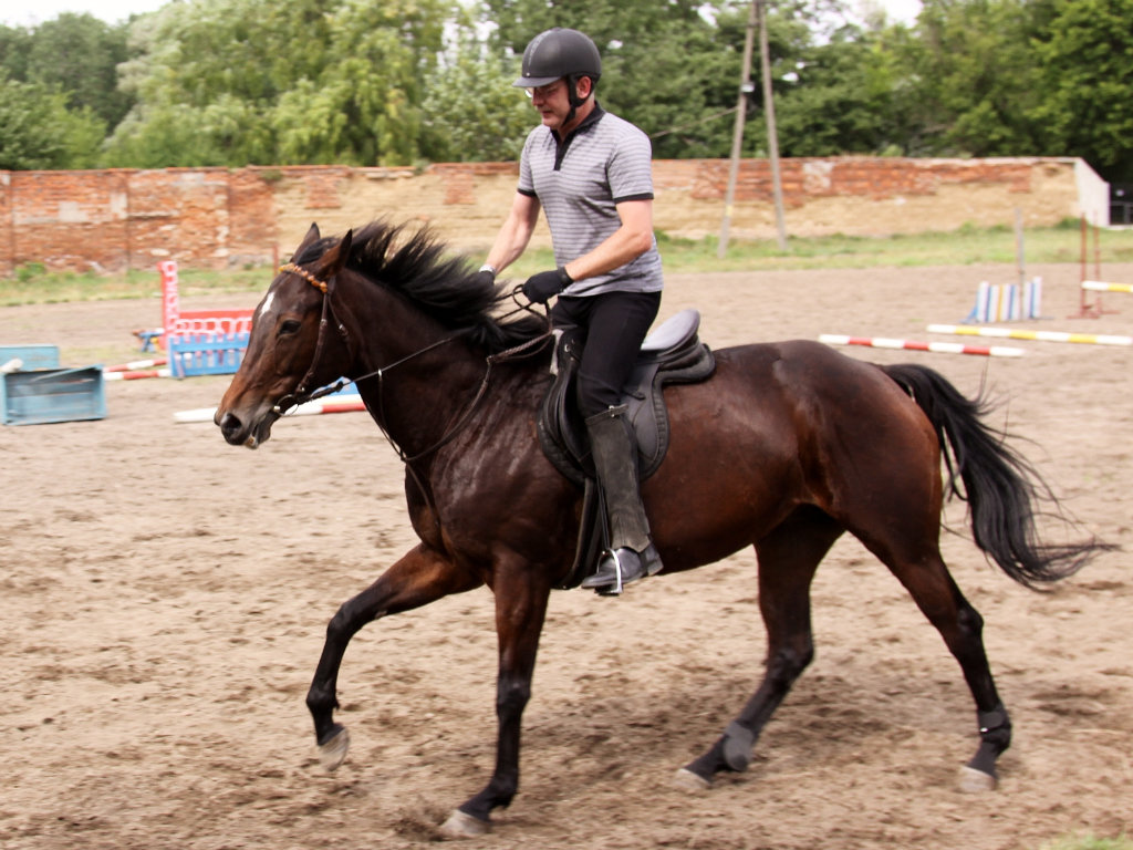 pikny konik