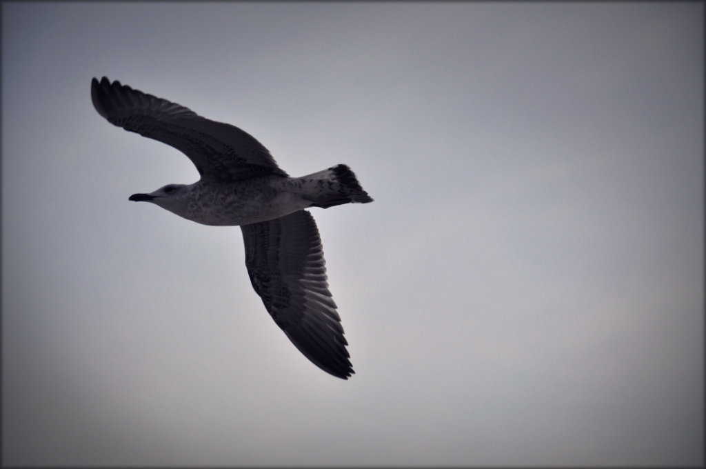 Free like a bird.