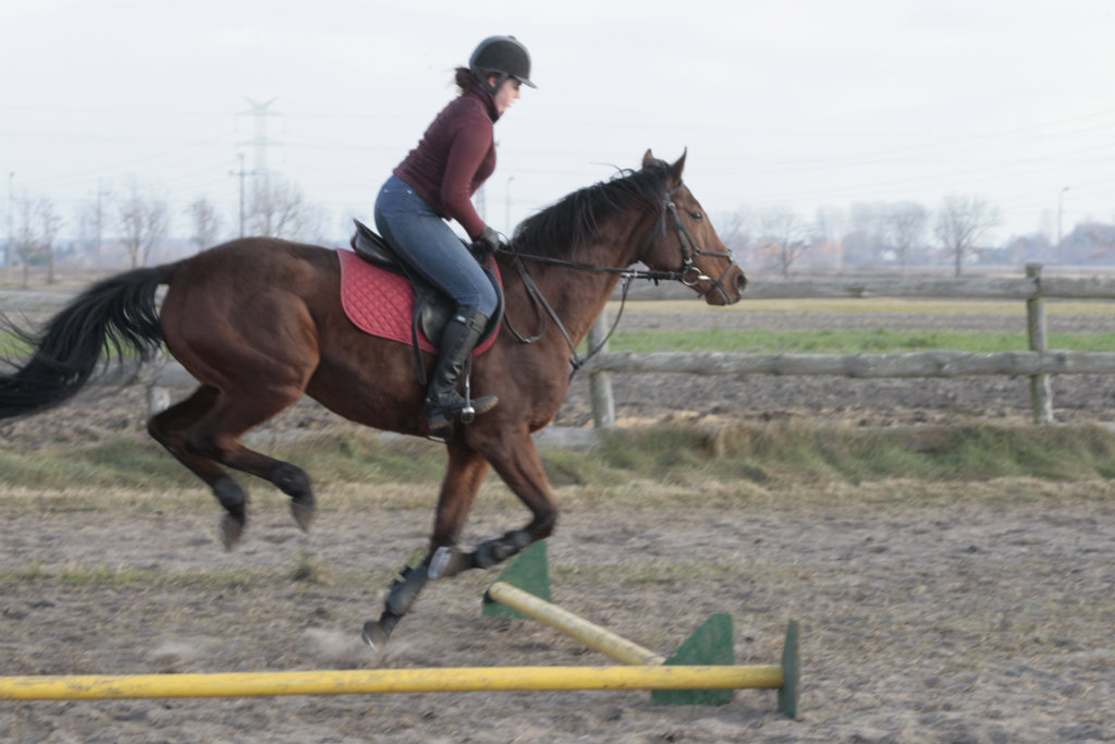 Konik mj!