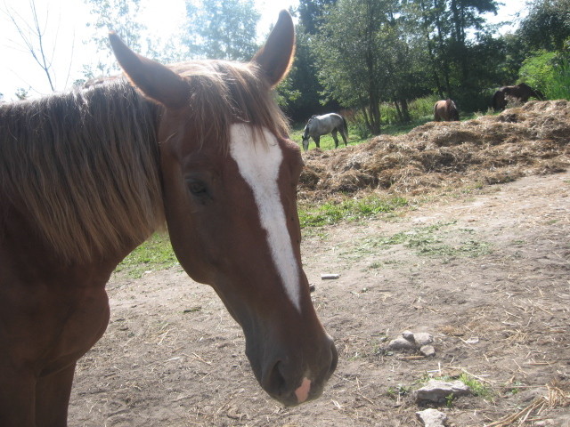 konik