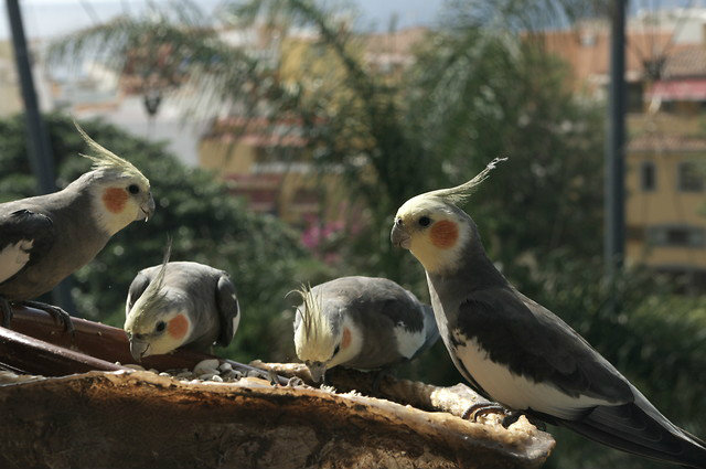 16. Loro Parque :)