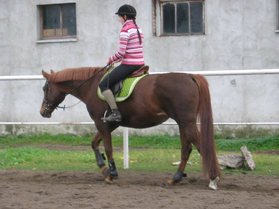 konik