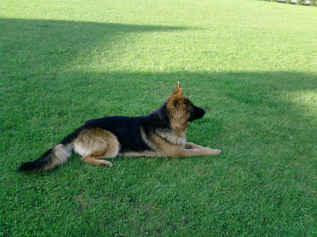 Gama