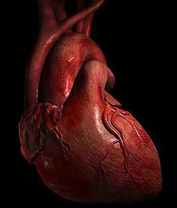 heart