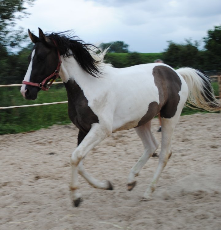 Speedy :*