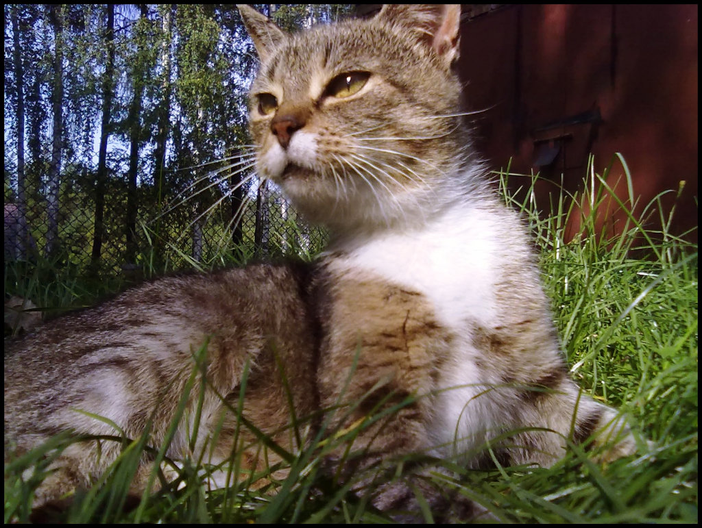 Misiulka