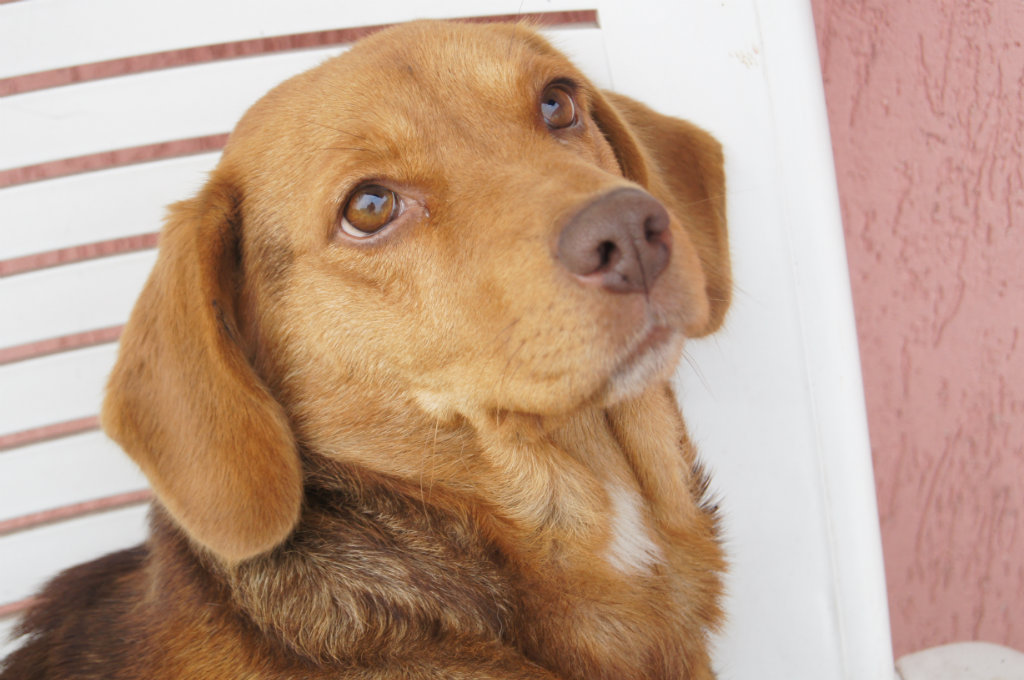 dog
