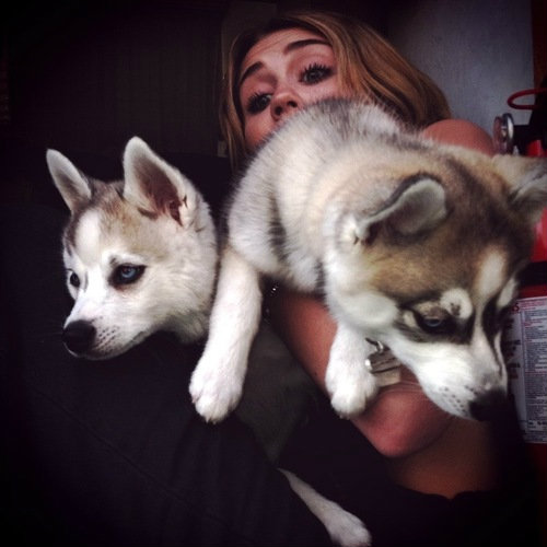 husky.