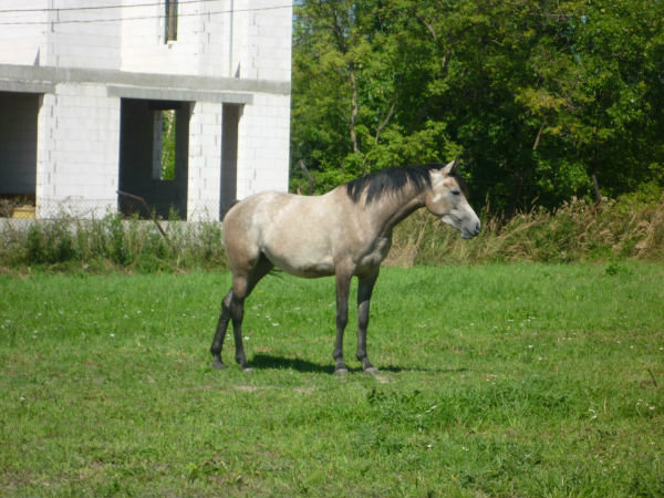 Bachantka 2010