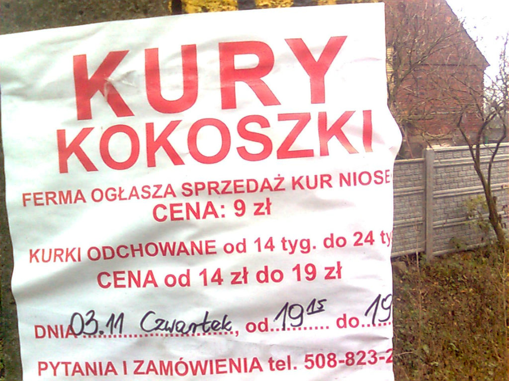 kokoszki