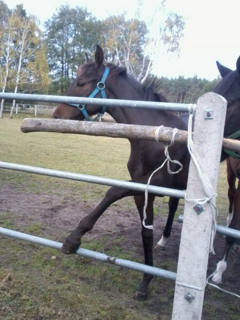 Ty mj obuzie.Gdzie ta nka?;*