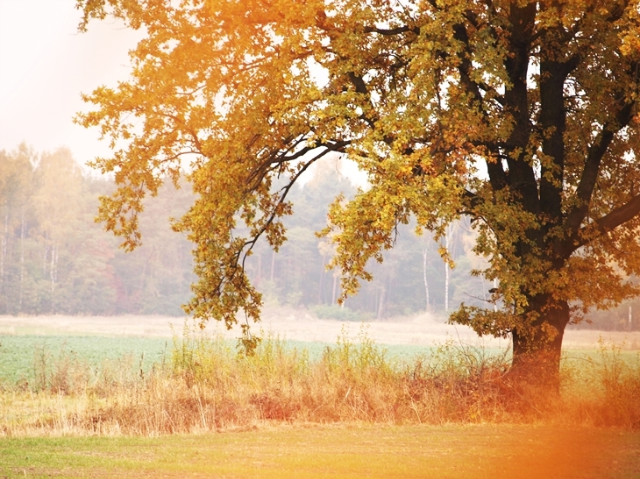 Autumn