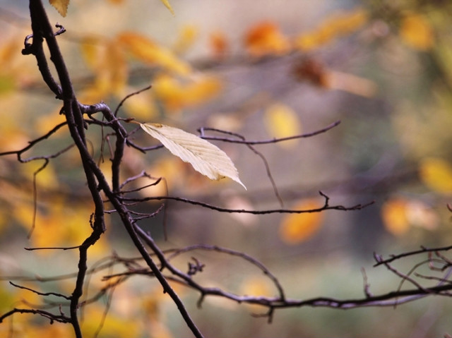Autumn II