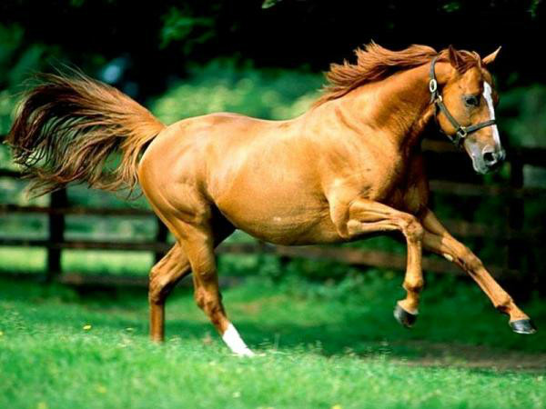 konik 