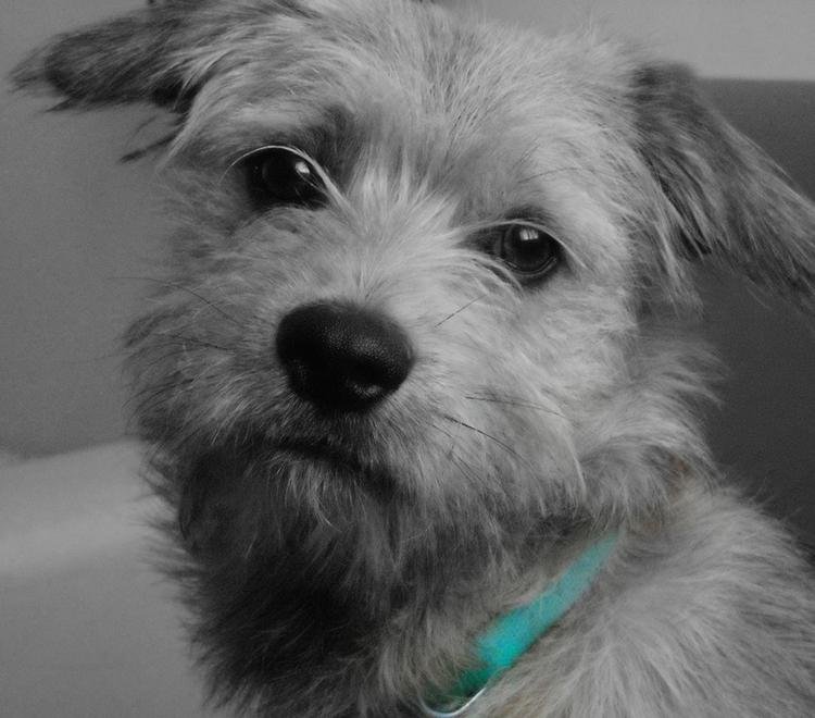 Bruno.