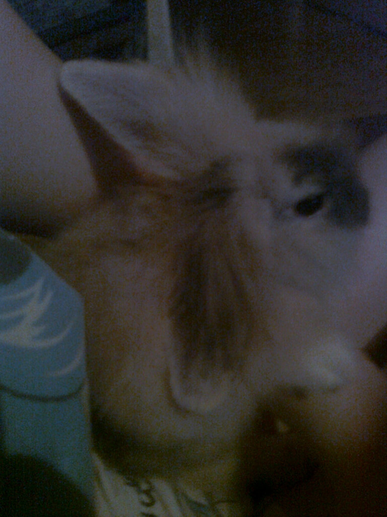 MOJA   