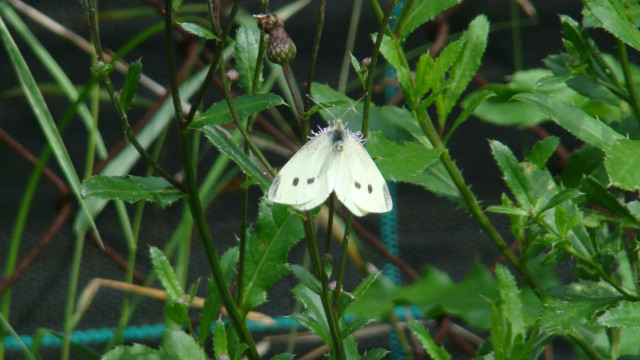 Motyl
