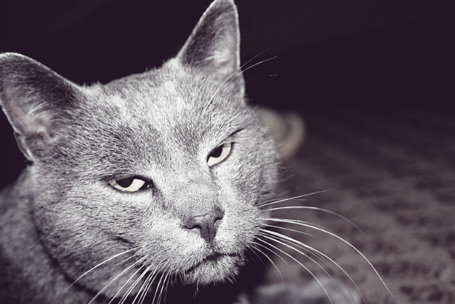 cukiereczek;D:*